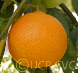Hickson Mandarin Budwood citrus plant material online shopping