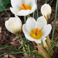 Snowbunting Snow Crocus Corms