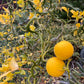 Flying Dragon Trifoliate Seed citrus plant material online shopping