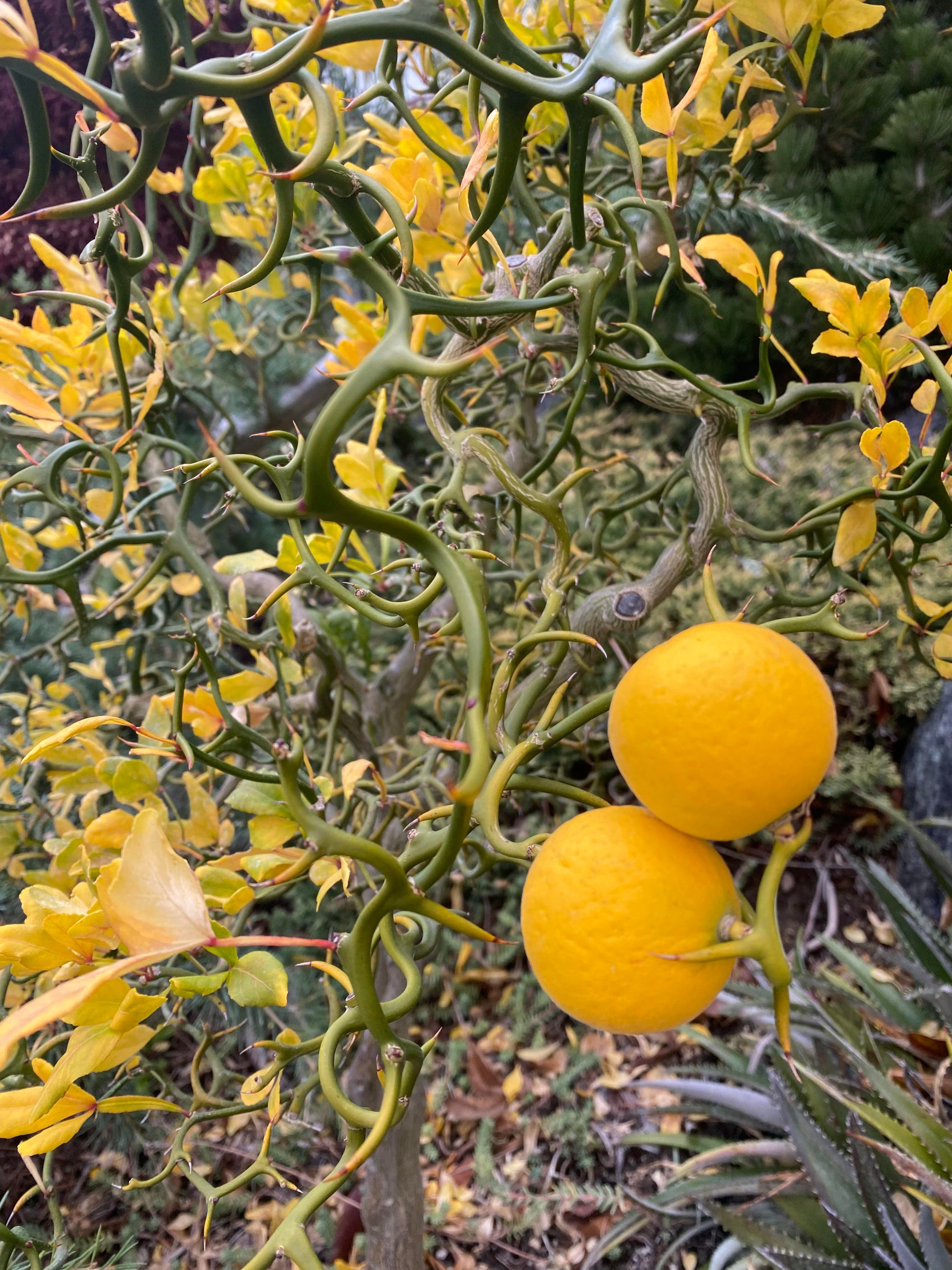Flying Dragon Trifoliate Seed citrus plant material online shopping