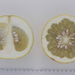 Sarawak Pummelo Budwood citrus plant material online shopping