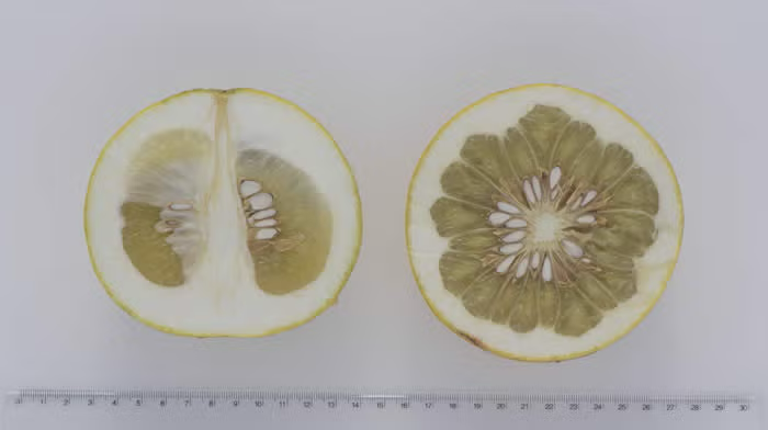 Sarawak Pummelo Budwood citrus plant material online shopping