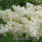 Ivory Silk® Japanese Tree Lilac lilac plant online shopping