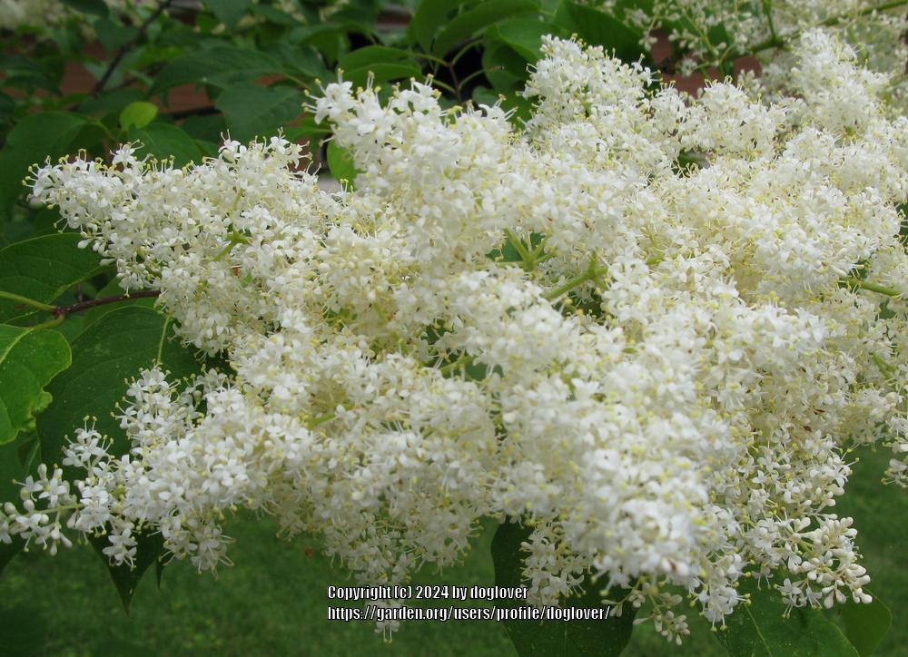 Ivory Silk® Japanese Tree Lilac lilac plant online shopping