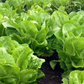 Coastal Star Lettuce