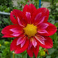 Pipsqueak Dahlia