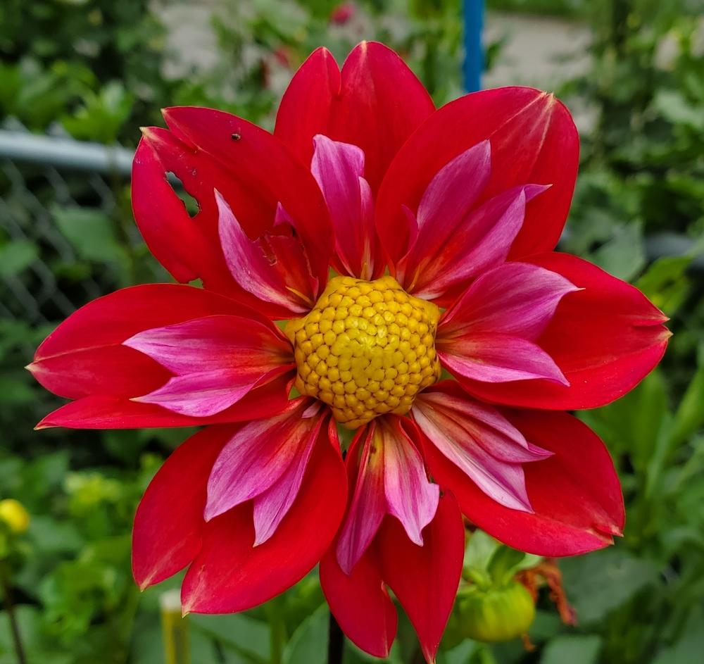 Pipsqueak Dahlia