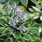 Lakeside Legal Tender Hosta Plants online shopping