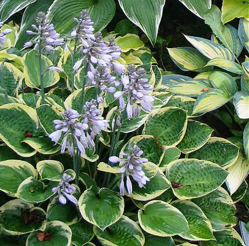 Lakeside Legal Tender Hosta Plants online shopping