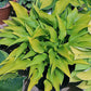 Valley’s Chute The Chute Hosta Plants online shopping
