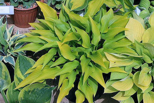 Valley’s Chute The Chute Hosta Plants online shopping