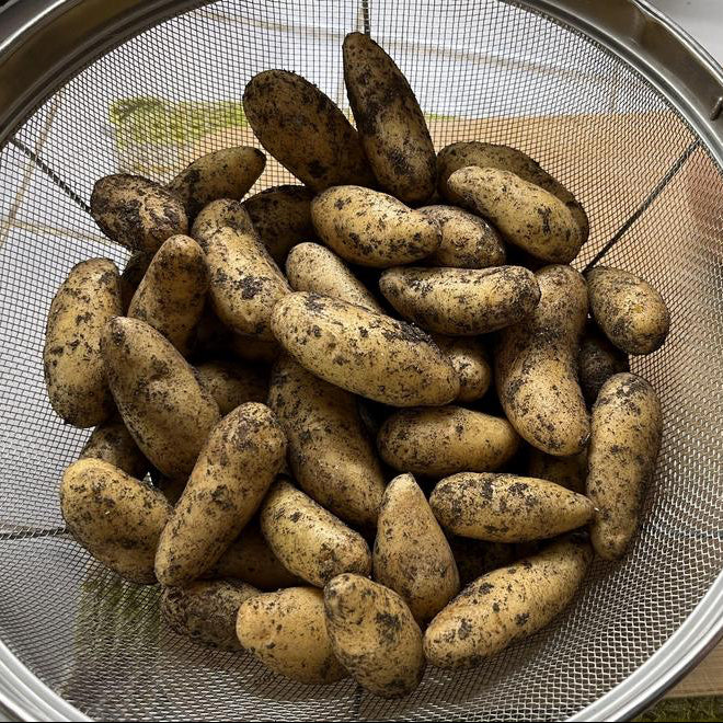 Austrian Crescent Fingerling Seed Potato online shopping