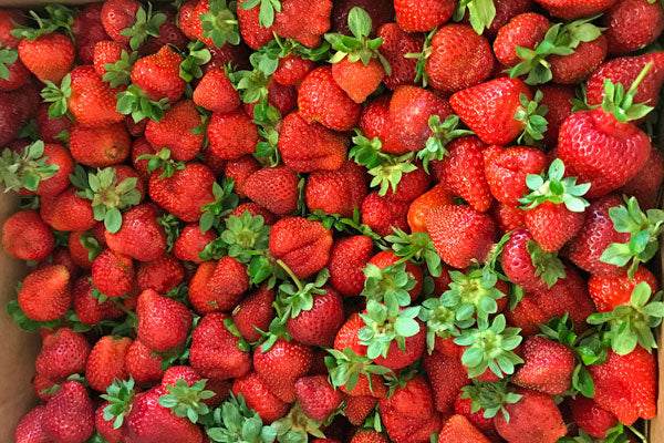 Marys Peak Short Day Strawberry