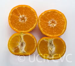 Tahoe Gold Mandarin Budwood citrus plant material online shopping