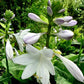 Old Faithful Hosta Plants online shopping
