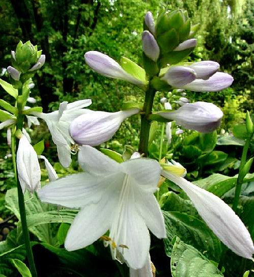 Old Faithful Hosta Plants online shopping