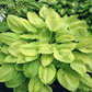 Squash Casserole Hosta Plants online shopping