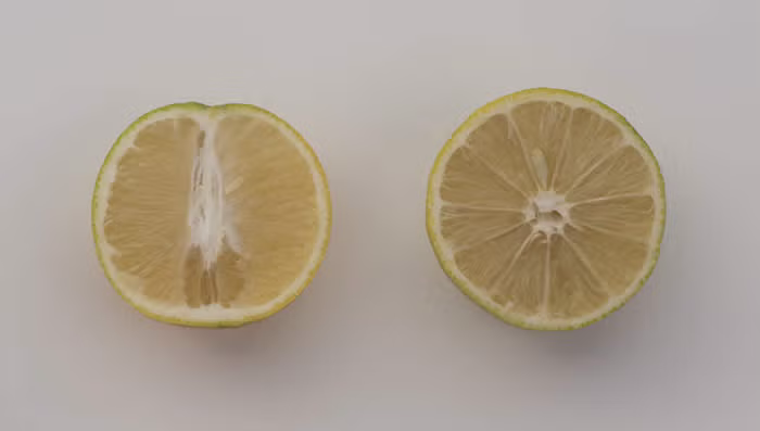 Mary Ellen Sweet Lime Budwood citrus plant material online shopping