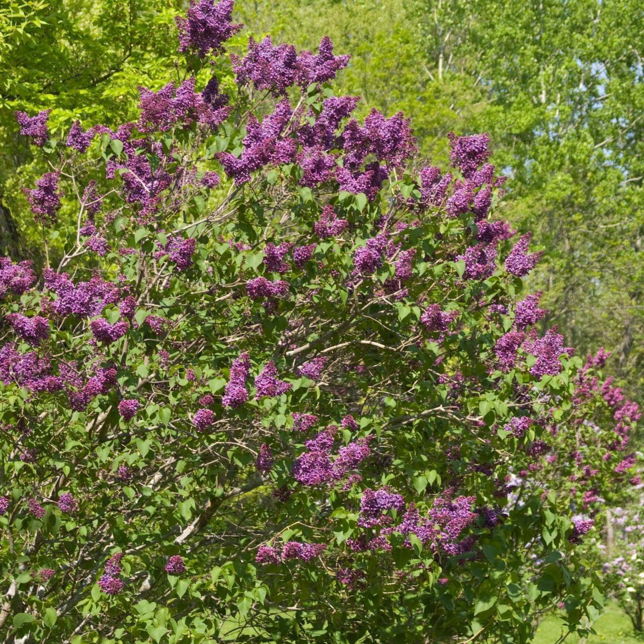Yankee Doodle Lilac lilac plant online shopping