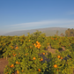 Seville Sour Orange Plant citrus plant material online shopping
