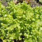Simpson Elite Lettuce Seeds online shopping