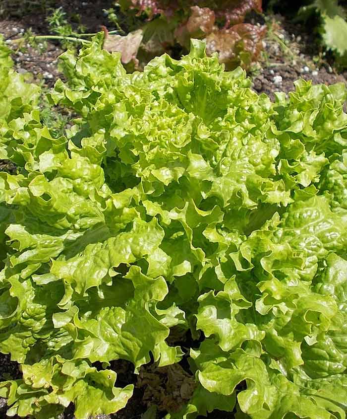 Simpson Elite Lettuce Seeds online shopping