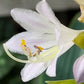 October Sky Hosta Plants online shopping