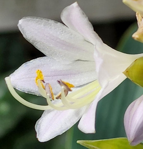 October Sky Hosta Plants online shopping
