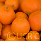 Algerian Clementine Budwood citrus plant material online shopping