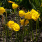 Golden Bells Narcissus Bulbs