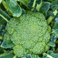 Green Magic F1 Broccoli