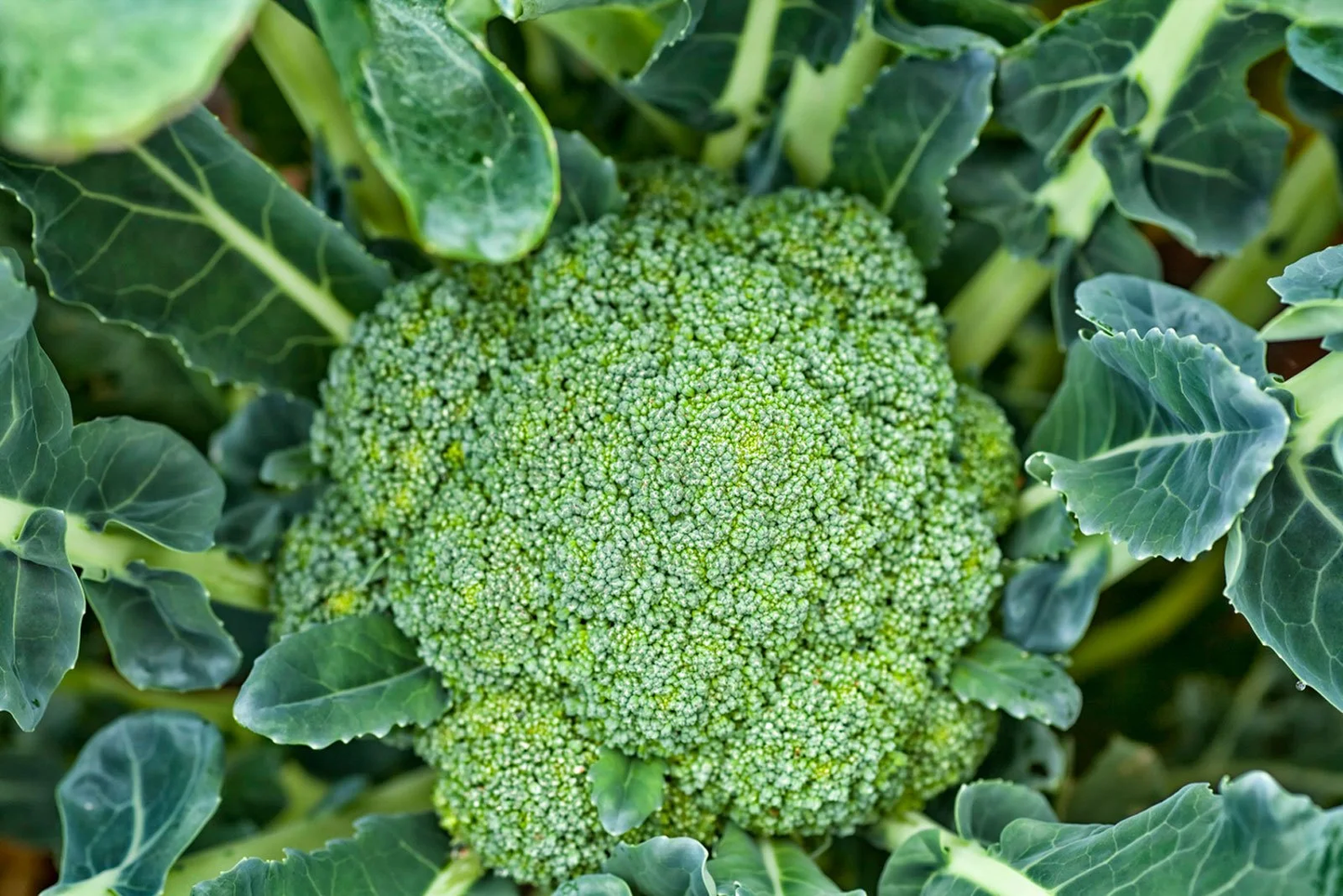 Green Magic F1 Broccoli