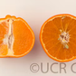 USDA 6-15-150 Mandarin Budwood citrus plant material online shopping