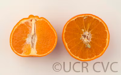 USDA 6-15-150 Mandarin Budwood citrus plant material online shopping