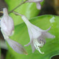 Goldrush Hosta Plants online shopping