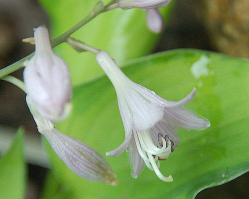 Goldrush Hosta Plants online shopping