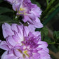 Cloudburst Dahlia Plants online shopping