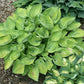 Cup Of Joy Hosta Plants online shopping