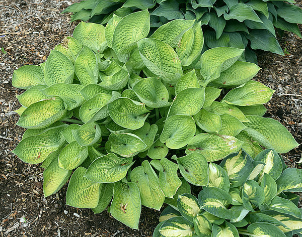 Cup Of Joy Hosta Plants online shopping