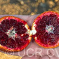 Amoa 8 Tangor Mandarin Budwood citrus plant material online shopping