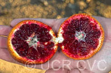 Amoa 8 Tangor Mandarin Budwood citrus plant material online shopping