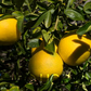 African Shaddock x Rubidoux Trifoliate Trifoliate Hybrid Budwood citrus plant material online shopping