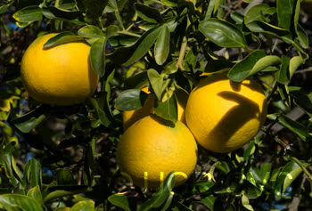 African Shaddock x Rubidoux Trifoliate Trifoliate Hybrid Budwood citrus plant material online shopping
