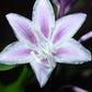 One Man’s Treasure Hosta Plants online shopping