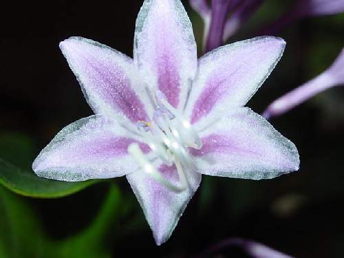 One Man’s Treasure Hosta Plants online shopping