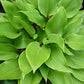 Miss Ruby Hosta Plants online shopping