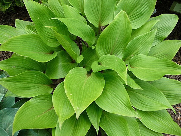 Miss Ruby Hosta Plants online shopping