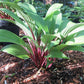Considering Concordville Hosta Plants online shopping