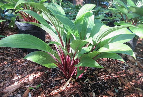 Considering Concordville Hosta Plants online shopping