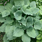 Reptilian Hosta Plants online shopping